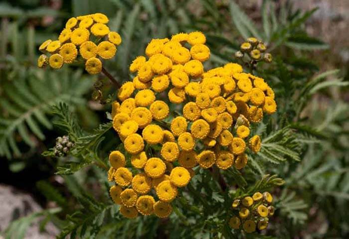 Пижма обыкновенная (Tanacetum vulgare)