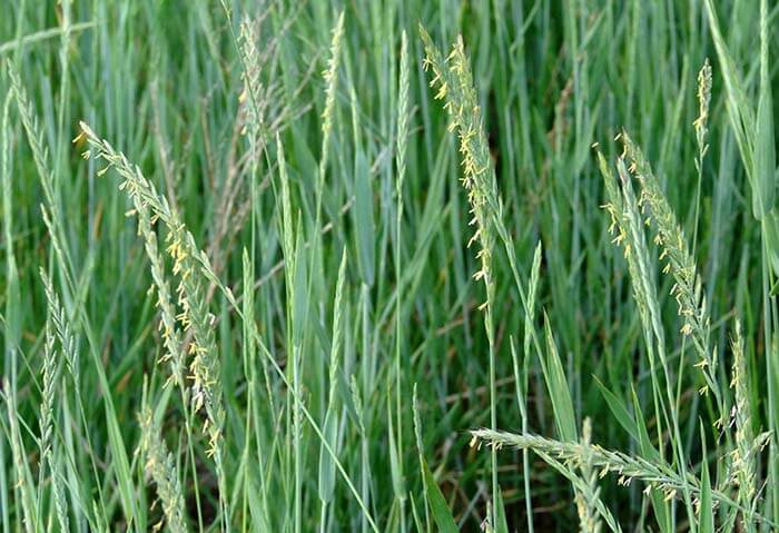 Пырей ползучий (Elytrigia repens)